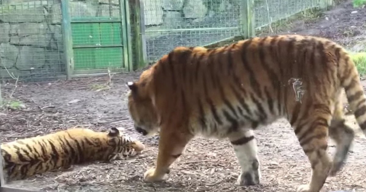 HuffPost's tweet photo. WATCH: Here's why you should never ever wake a sleeping tiger https://t.co/kBQSVYKL9n https://t.co/fXoV4FZ5V7