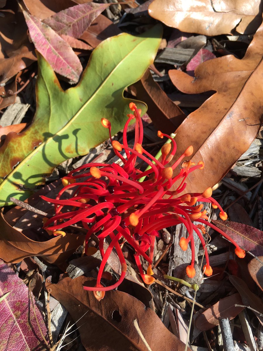 MsHorticulture's tweet photo. Lucky @KarwarraFriends most beautiful Stenocarpus sinuatus. #Firewheeltree #flower #mothernatureatherfinest https://t.co/nS5k6Cn4Jp