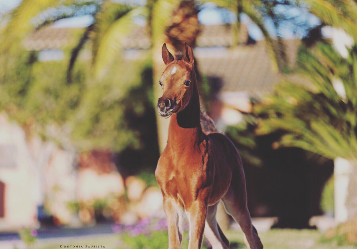 Al Shira'aa Stables tweet media