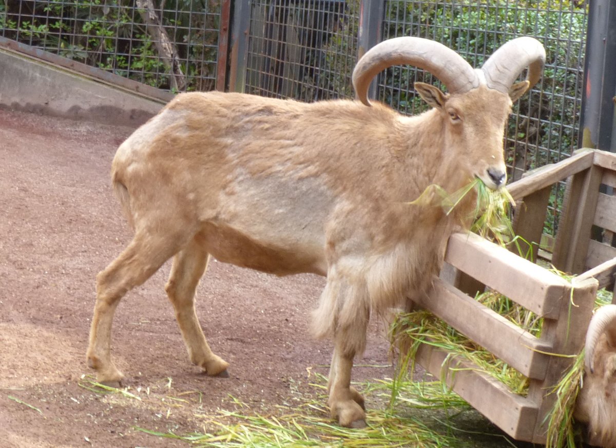 上野動物園 公式 En Twitter バーバリーシープの毛がボソボソなのは 病気ではありません 冬毛から夏毛へ生え換わる真っ最中なのです なぜわき腹や背中の毛がとくに抜けているかって それは壁などでこすれるのと あと便利な角でボリボリ T Co 上野動物園 公式 En Twitter バーバリーシープの毛がボソボソなのは 病気ではありません 冬毛から夏毛へ生え換わる真っ最中なのです なぜわき腹や背中の毛がとくに抜けているかって それは壁などでこすれるのと あと便利な角でボリボリ T Co