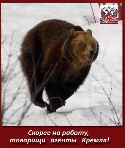 Ватная пропаганда. Выпуск № 1