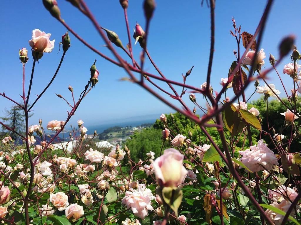 chrsvy's tweet image. #sf #pacheights ift.tt/1WsThwu