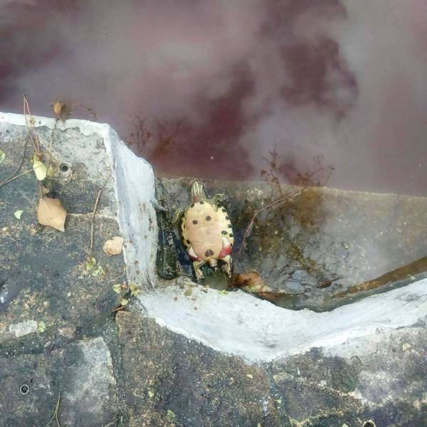 diariodealcala's tweet photo. #Alarma. El estanque del O´Donnell ya tiene tortugas muertas y peces en mal estado. https://t.co/OzkrK3EYFS https://t.co/yxpbN2vEAB