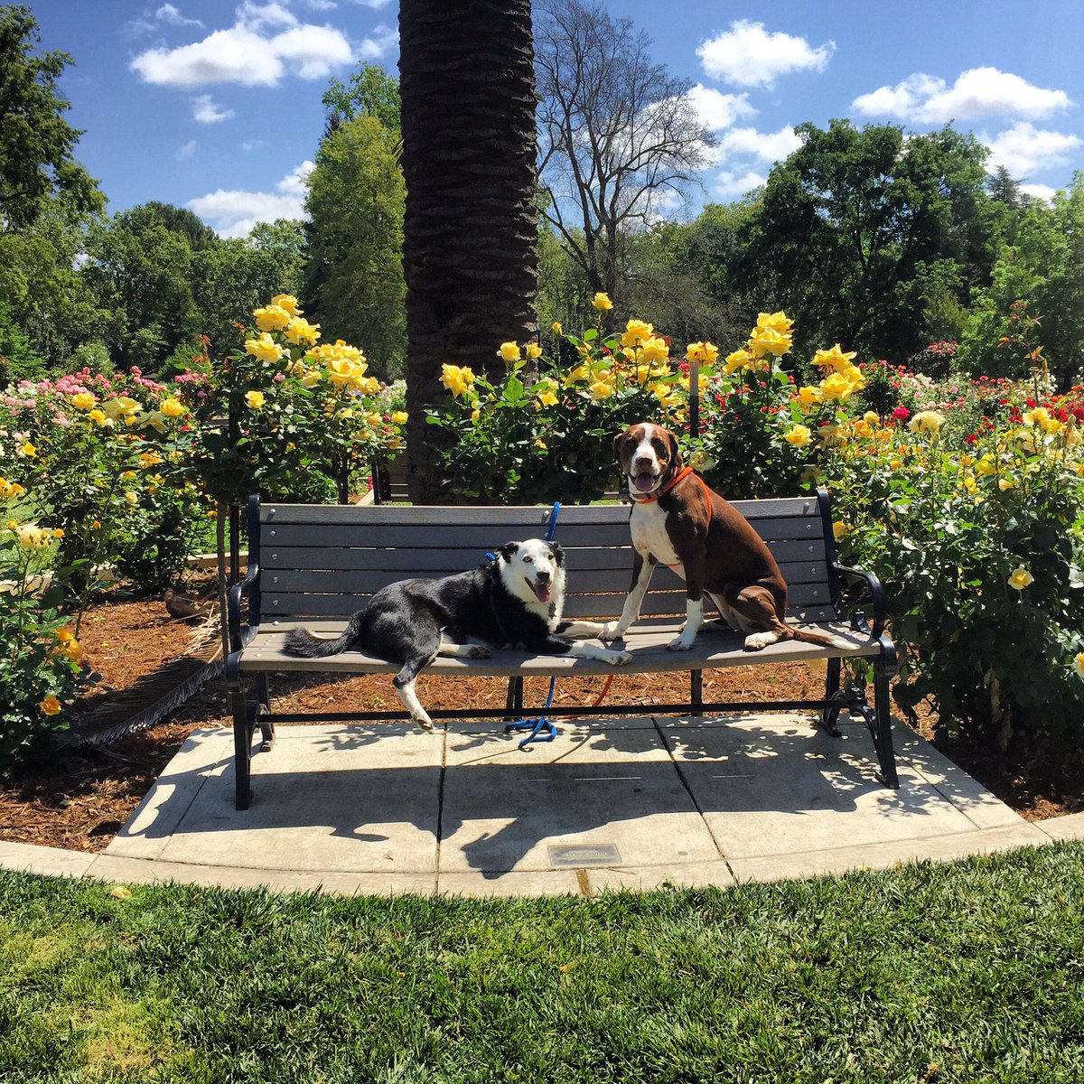 PeacefulPetsSac's tweet photo. Spring time in Sacramento. Great clients. Loving animals. Feeling blessed.
#Sacramento #petcare #petsitter #dogs https://t.co/rEK9yiq8Sd
