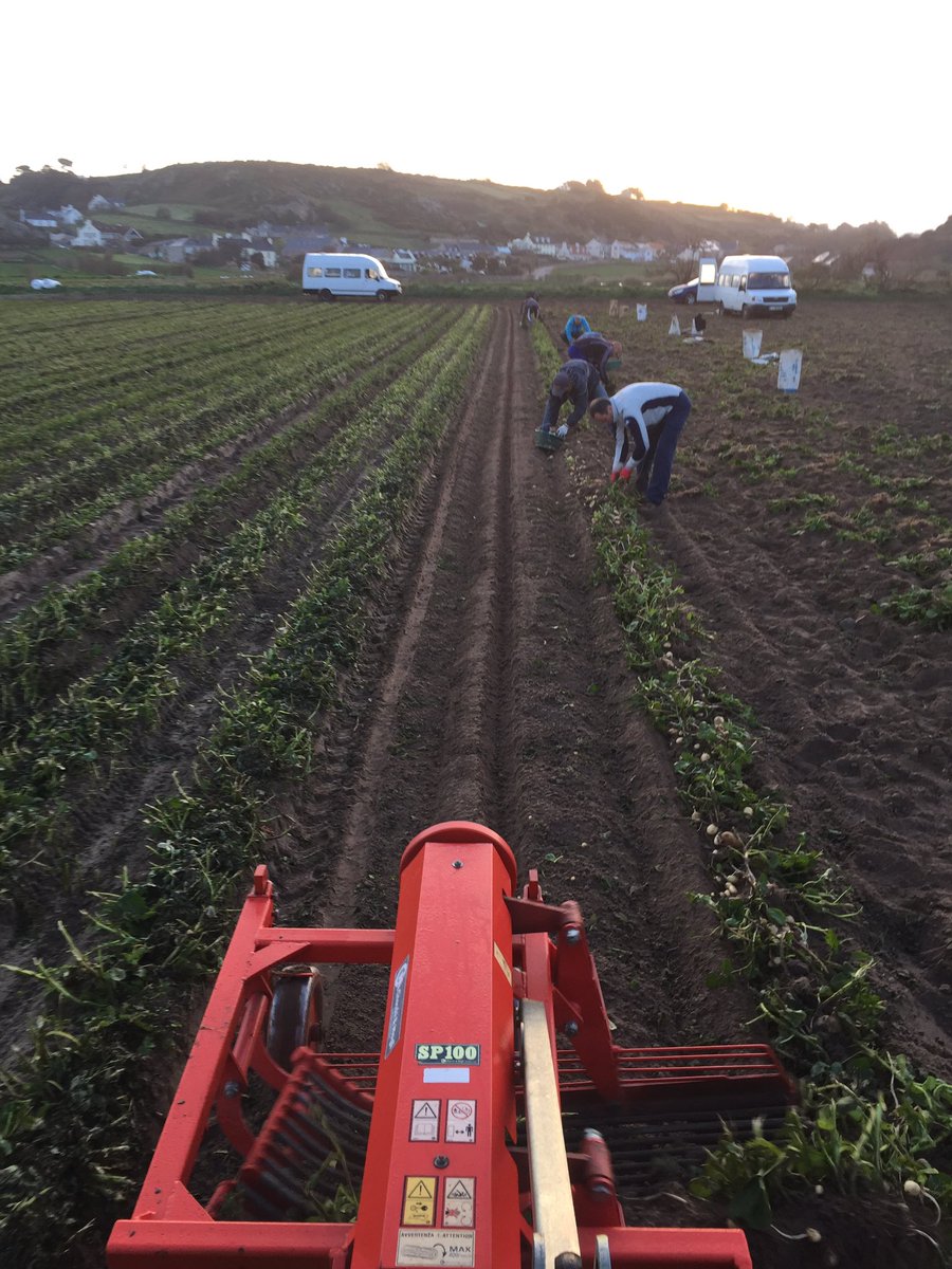RichardsonsJSY's tweet photo. Digging #jerseyroyals in the sand down L'Etacq this morning 👍🏽 https://t.co/U0o0LPw7BN