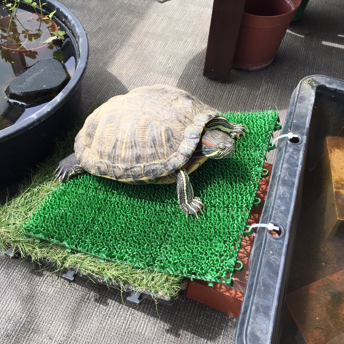 カメ子です 今日のカメ子 芝マットでスロープを作ってあげたら 自分でお池に帰れるようになりました ｰ これで好きな時にお散歩行けるね ミドリガメ T Co Pqkcxcys9z