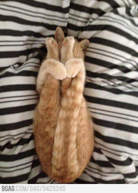 Alors_Chat tweet picture