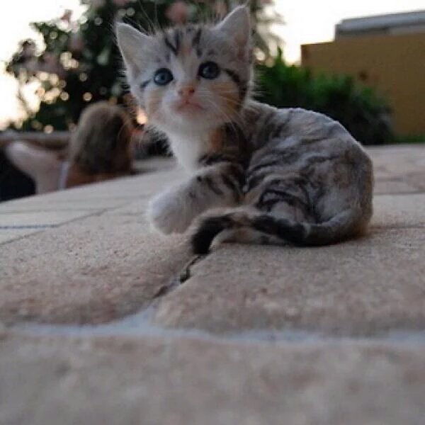 Alors_Chat tweet picture