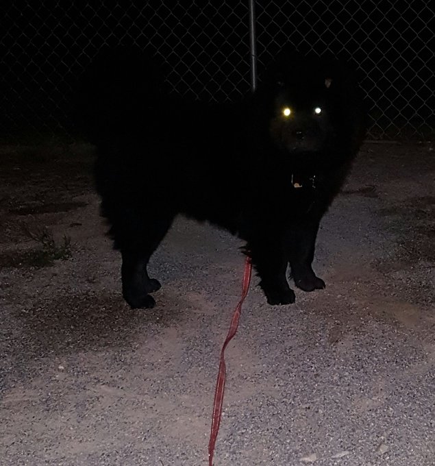 hell_hounds