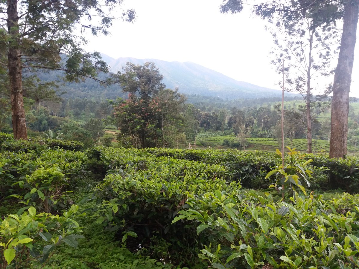 arulorlando's tweet photo. Kebun teh Gunung Mas Bogor @SonoraFM92 https://t.co/fZza0odVLz