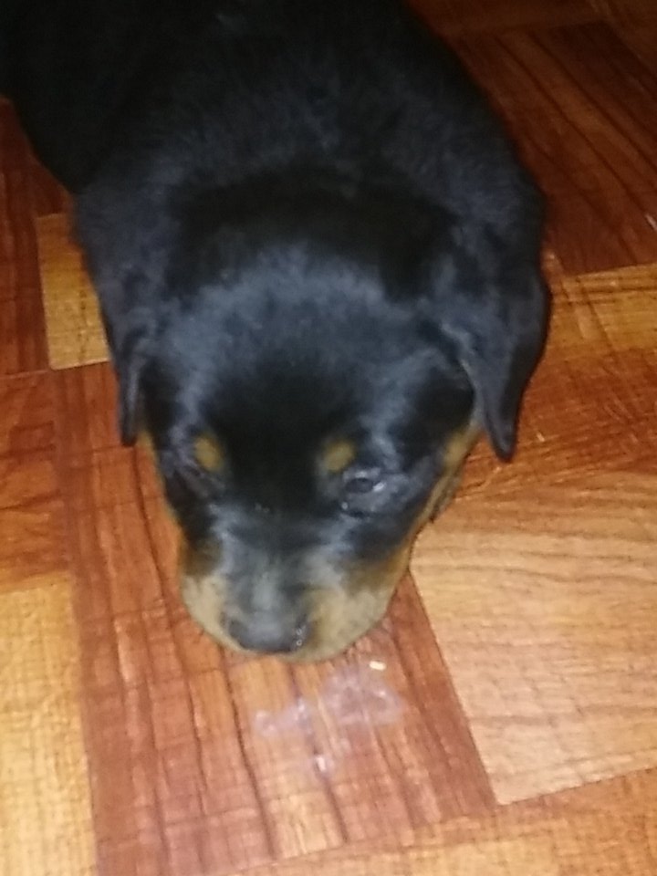 belercake's tweet image. #look at my new Rottweiler🐶😱