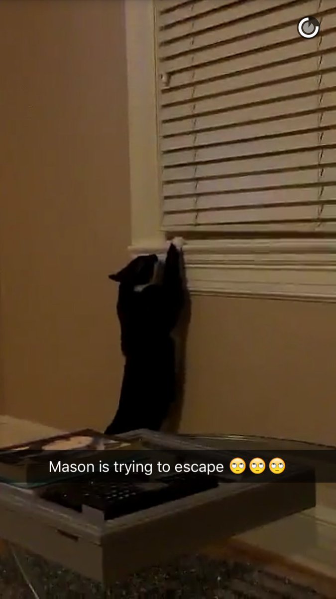 DCCelebrity's tweet photo. COME ON @SunniAndTheCity don't laugh at your cat, he loves you... @Snapchat #DMV #MasonRocks https://t.co/U05CtTzJdU
