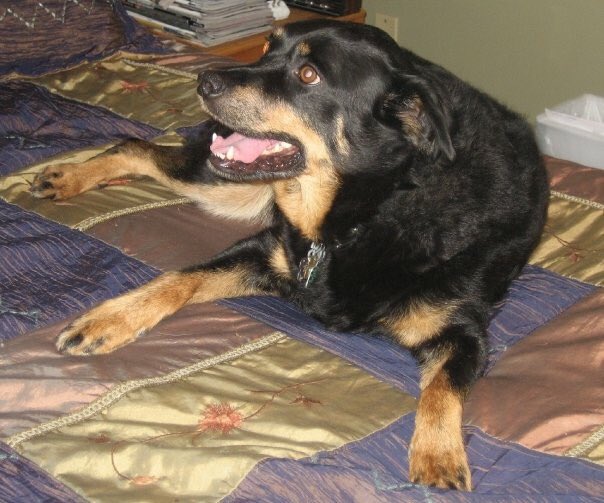 Remembering my beloved Bubba on #NationalPetDay. Gone but not forgotten.