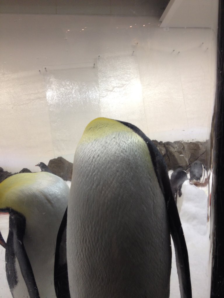 BC14_CITY2016's tweet image. Oh no where did his head go?! #ifearforhim #city9