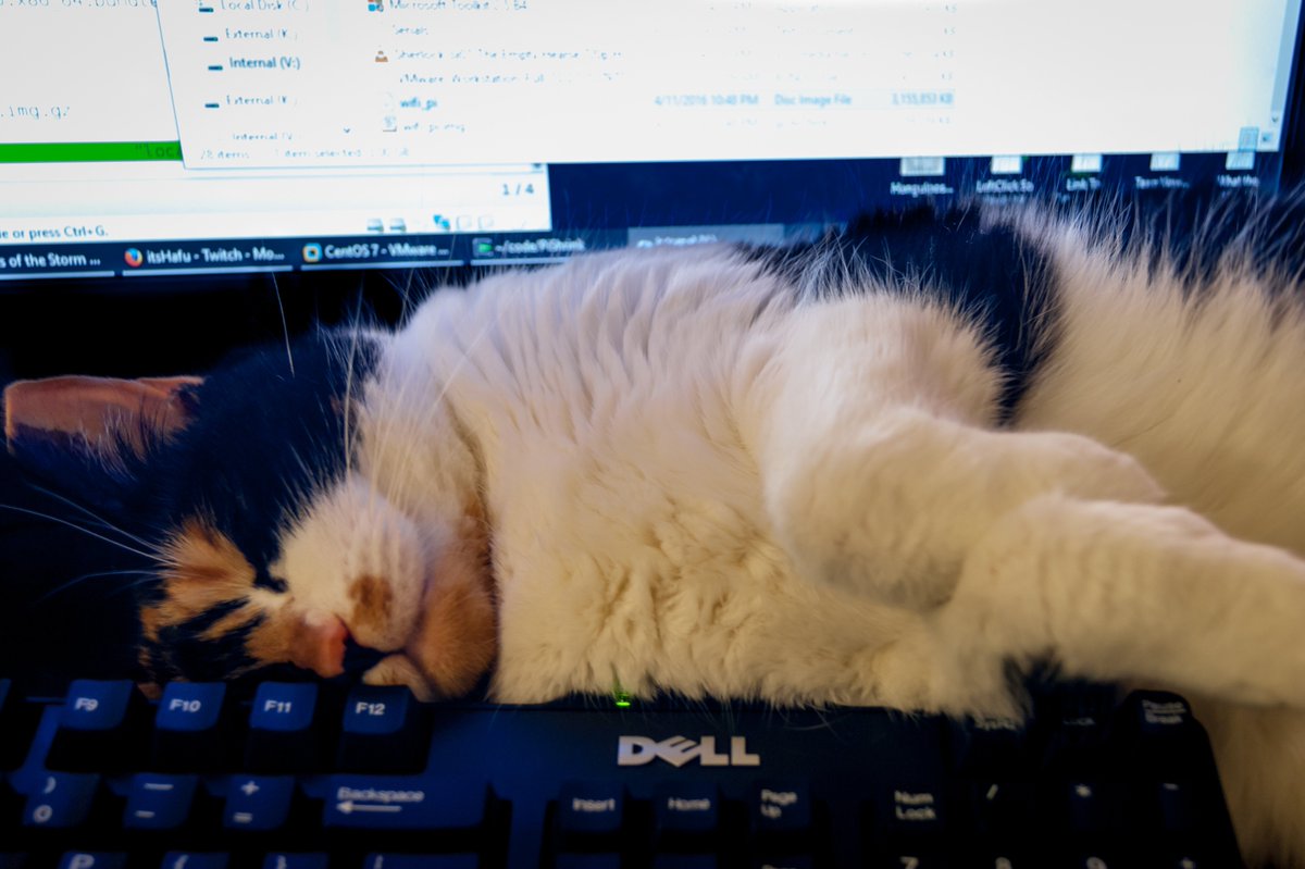 DrewBonasera's tweet photo. Someone was hard at work helping me with PiShrink https://t.co/Oj5FvbtJdu #RaspberryPi #catscoding https://t.co/BtEy4ZtEcH