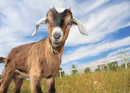 maddogster's tweet photo. would be nice to go to pwc v2r awards in TO on Thursday #pwcbot #techgoat https://t.co/lKdTuqkoVz