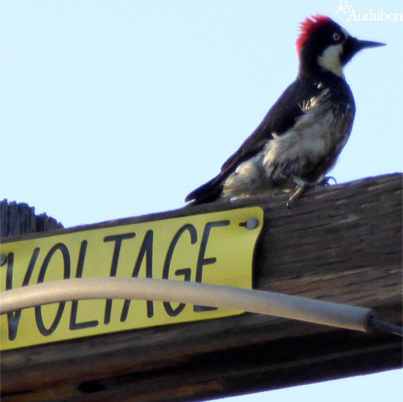 geekhunter's tweet photo. geekhunter sighted a Acorn Woodpecker on Acorn Woodpecker #NatureShare #birds https://t.co/qat2NVKs8v https://t.co/kNSa1qBbAr