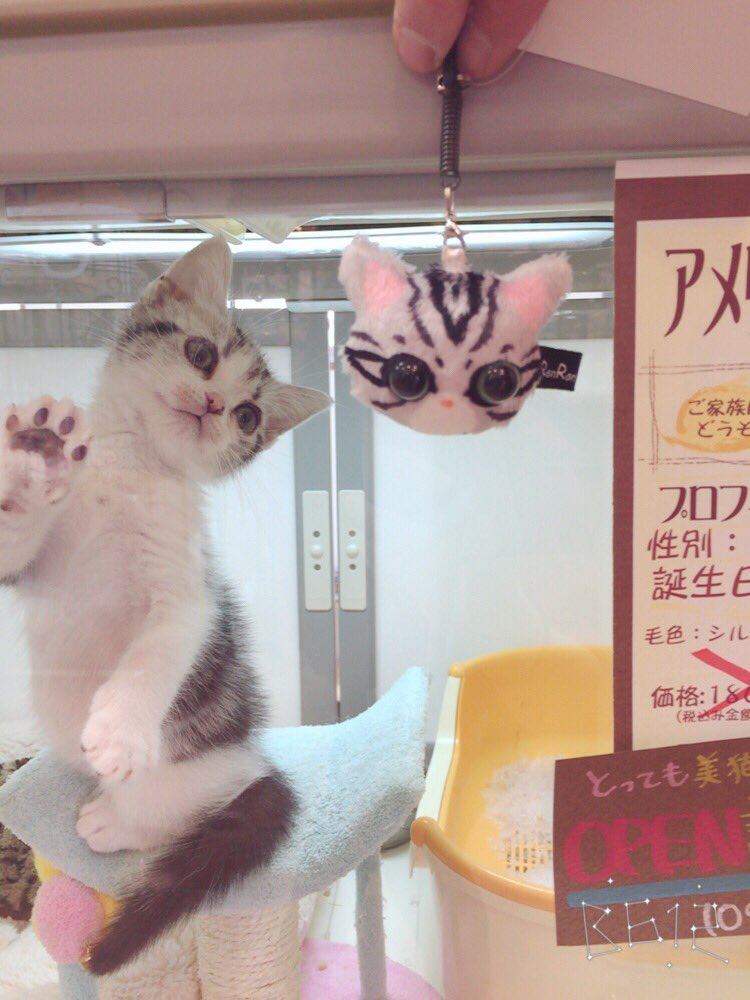 猫専門店 Beeclub C على تويتر Beeclub Cでは 猫ちゃんの雑貨もあります 今日入荷した猫ちゃんのキーホルダーが 子猫ちゃんとお顔がそっくりです Beeclub C 猫カフェ つくば 猫雑貨 T Co Jlv2ppy6jz 猫専門店 Beeclub C على تويتر Beeclub Cでは 猫ちゃんの雑貨もあります 今日入荷した猫ちゃんのキーホルダーが 子猫ちゃんとお顔がそっくりです Beeclub C 猫カフェ つくば 猫雑貨 T Co Jlv2ppy6jz
