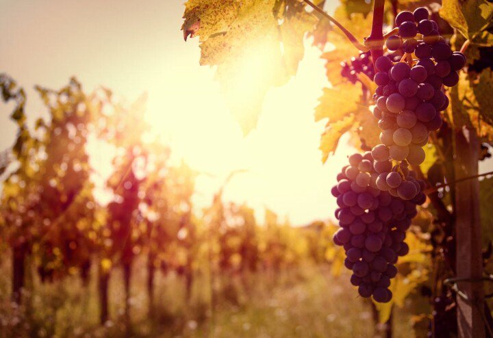 citiamo's tweet photo. Chi beve solo acqua ha un segreto da nascondere.
(Charles Baudelaire) 
#Vinitaly2016
#buongiorno https://t.co/HiKGVHAD3q