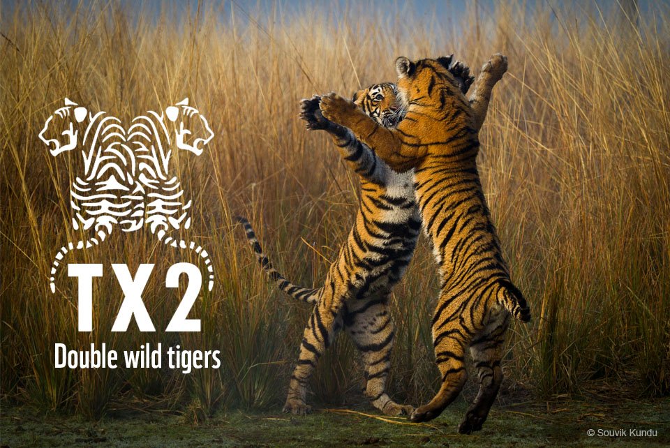 shiva_nepal's tweet photo. A good news to be proud of ourselves. We're not only saving #Tigers, but saving our #humanity. Respect to @WWFNepal https://t.co/lU3554mLUJ