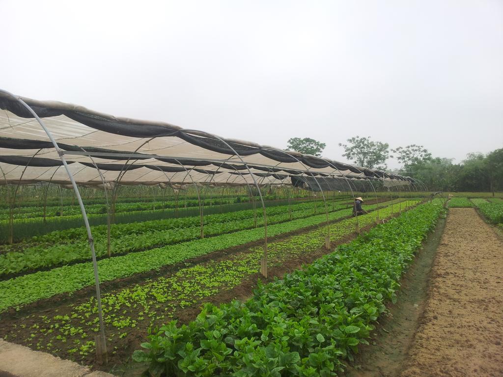 The first CA in Danang, Vietnam with Agripoolers.Very interesting, lots of info gained <a href="/Agriterra/">Agriterra</a> <a href="/HarmHaverkort/">Harm Haverkort</a>