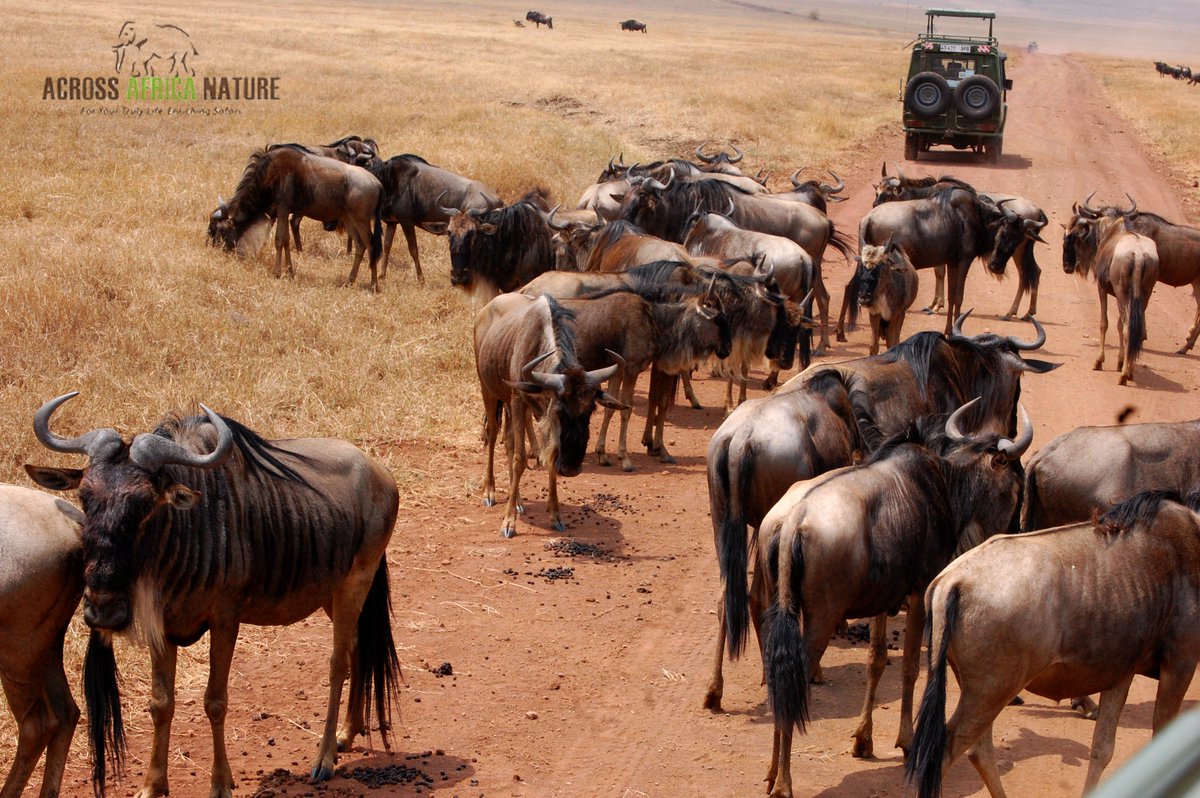 AcrossNature's tweet image. Spend the day with the largest number of wild animals this close. 
#adventure #luxurytravel #holiday  #Tanzania