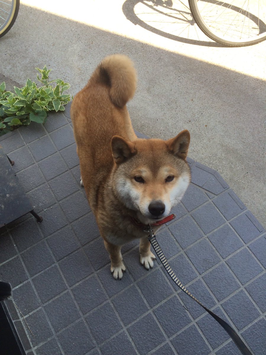 TomarronN's tweet photo. ワンワン！😍（可愛がってもらったよ！） https://t.co/oASZnclKWI