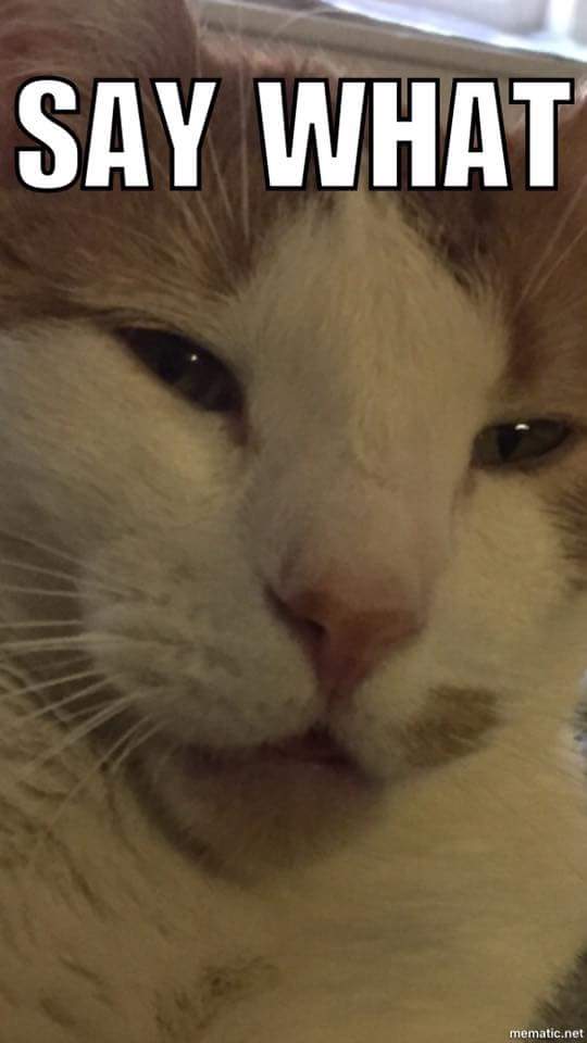 Lol Harley the the coolest cat on the block!!