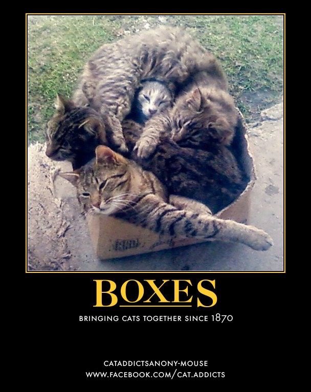 patronsaintofca's tweet photo. #catmagnets https://t.co/Tp3TrrotJW