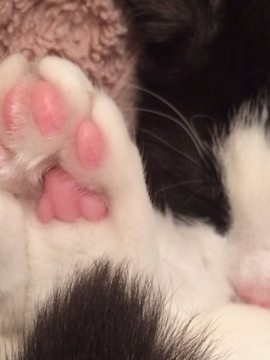 dorasparklebear's tweet image. Happy #toesday everyone ❤️❤️❤️ get your little beans out.