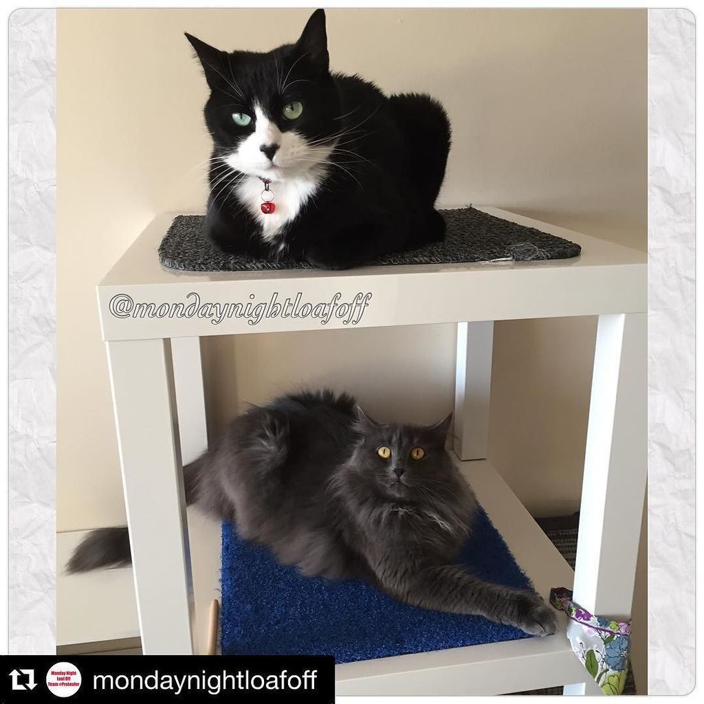 Chatchatcatcat's tweet photo. #Repost @mondaynightloafoff with @repostapp.
ใปใปใป
Double the dapper on this #DoubleLoaf ๐๐ cuz it's the tail end of โฆ https://t.co/3K8d9xlKGl