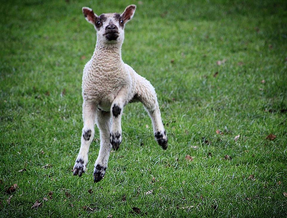 Get Bbc South East On Twitter Thanks To Jules For This Lovely Lamb Desktop Wallpaper Get Wallpaper Bbc South East On Twitter Thanks To Jules For This Lovely Lamb Free HD
