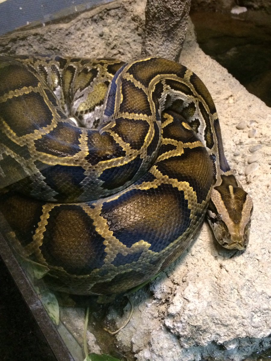 天王寺動物園好きな人 インドニシキヘビ 天王寺動物園 T Co L1edu3bllo Twitter