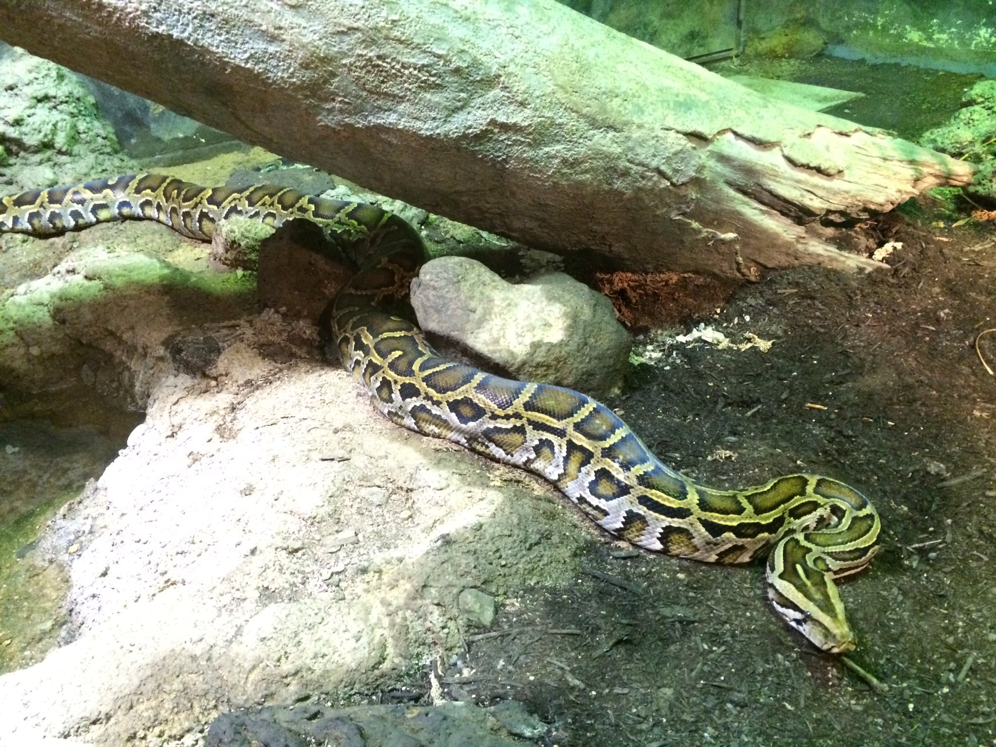 天王寺動物園好きな人 インドニシキヘビ 天王寺動物園 T Co L1edu3bllo Twitter