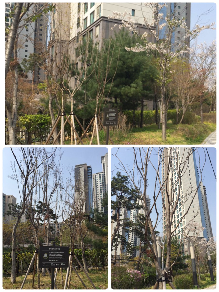 BoA_FOREST's tweet photo. @BoAkwon 사실 지난주에 보아숲 갔었는데 나무들이 아직 어려서 꽃이 안폈더라구요ㅠㅠ어서 나무들이 무럭무럭 자랐으면ㅠ https://t.co/Xdfq2vW6cg