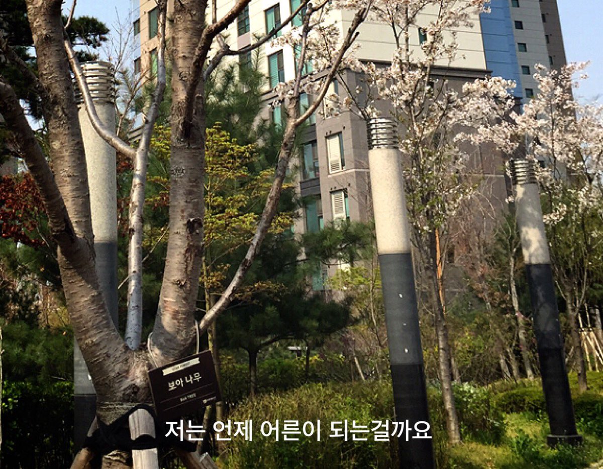 BoA_FOREST's tweet photo. @BoAkwon 사실 지난주에 보아숲 갔었는데 나무들이 아직 어려서 꽃이 안폈더라구요ㅠㅠ어서 나무들이 무럭무럭 자랐으면ㅠ https://t.co/Xdfq2vW6cg