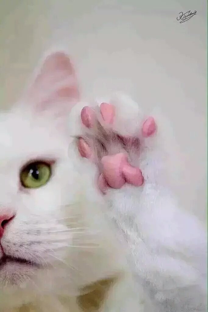 Alors_Chat tweet picture