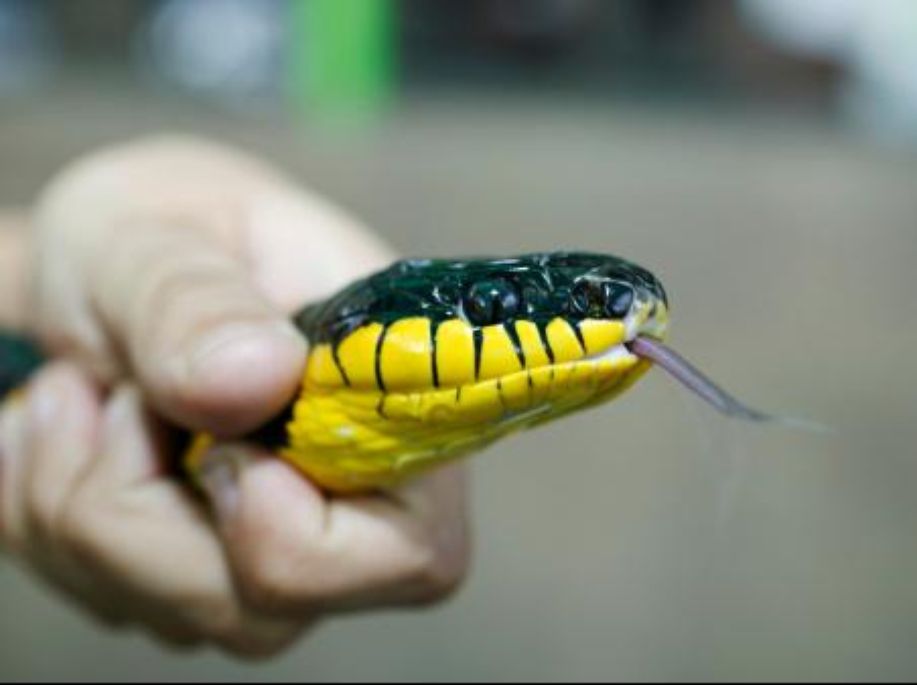 Saat Digigit Ular Berbisa, Begini Pertolongan Pertamanya detik.id/Vxr624 via <a href="/detikHealth/">detikHealth</a>