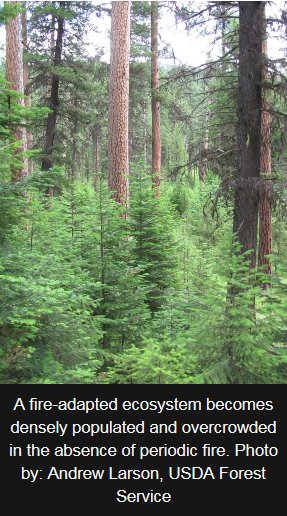 usfs_rmrs's tweet image. A better understanding of a wildland fire deficit and surplus? ow.ly/10yhIe #naturalfire #KeepItGreen