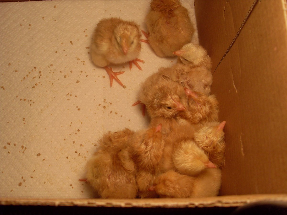 rlynette5's tweet photo. The chicks have arrived in second grade!  A successful hatch!  Thank you HSA for your support! https://t.co/PRcyrlAonw