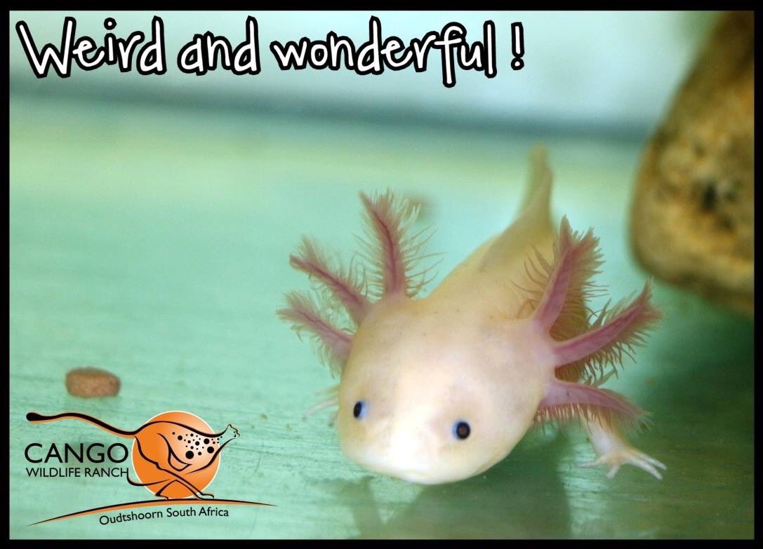 Cᴀɴɢᴏ Wɪʟᴅʟɪғᴇ Rᴀɴᴄʜ Say Hi To Lourens Our Axolotl The Axolotl Is A Curious Creature Native To Mexico T Co Sf2ozxp9pt T Co Lvbzf9yiys Cᴀɴɢᴏ Wɪʟᴅʟɪғᴇ Rᴀɴᴄʜ Say Hi To Lourens Our Axolotl The Axolotl Is A Curious Creature Native To Mexico T Co Sf2ozxp9pt T Co Lvbzf9yiys