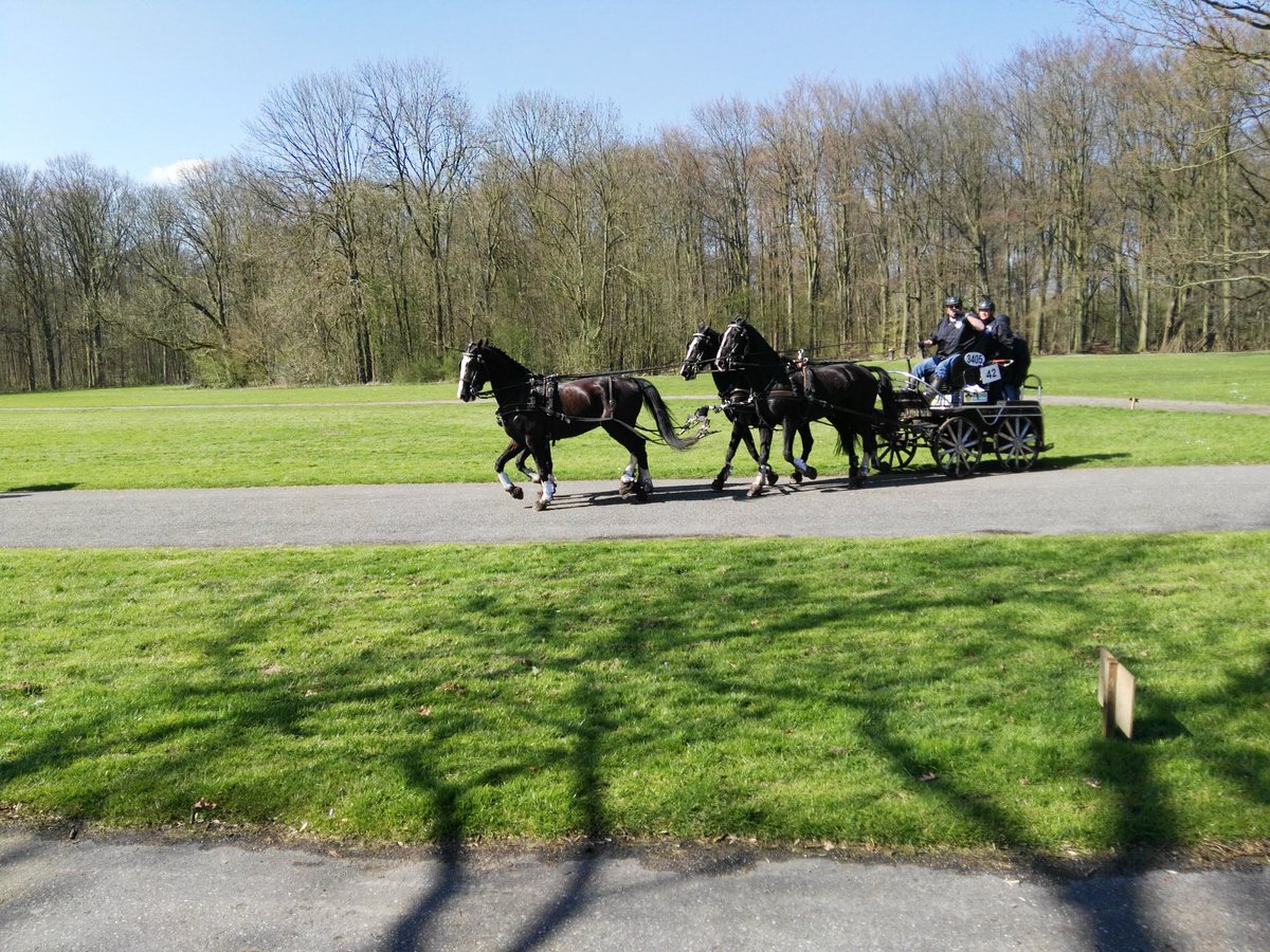 Hollandsgate's tweet photo. #beutiful  #horseracing  #natuur  #Amsterdam https://t.co/NalDyBorMf
