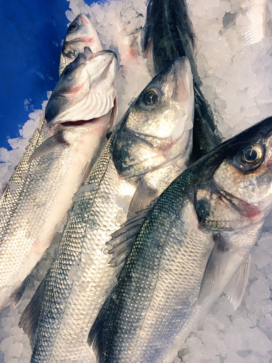 Something Fishy tweet media
