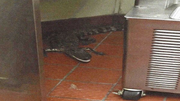 Complex's tweet photo. Florida man tosses an alligator through a Wendy's drive-thru window: https://t.co/hXQouV9uQf https://t.co/crculAGdOA