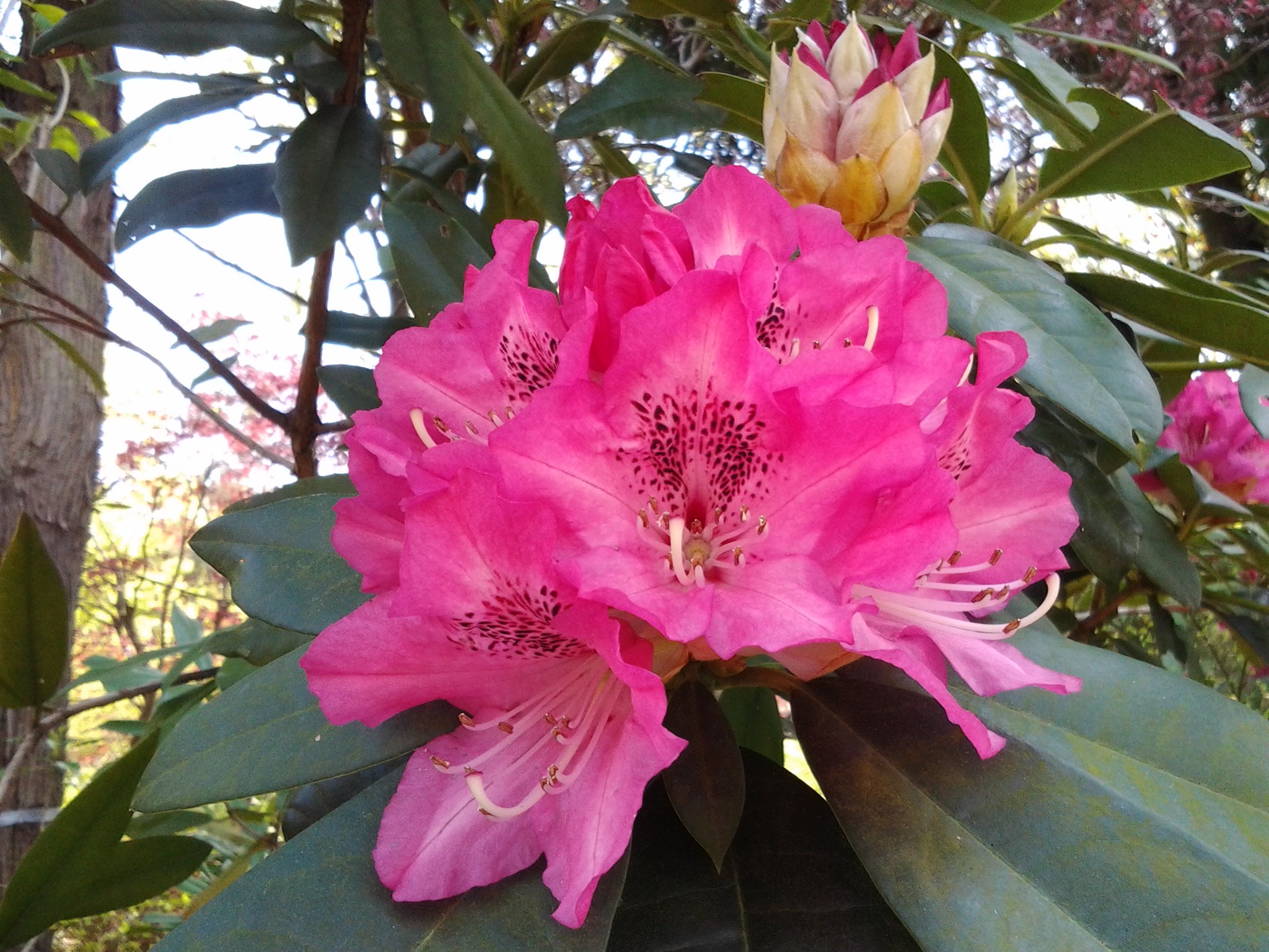 Twitter 上的 萬衛門 シャクナゲです シャクナゲは木です ツツジに似た花を咲かせます ツツジ科の花ですから シャクヤクは草です ボタンに似た花を咲かせます ボタン科の花ですから T Co Xovou75rbe Twitter