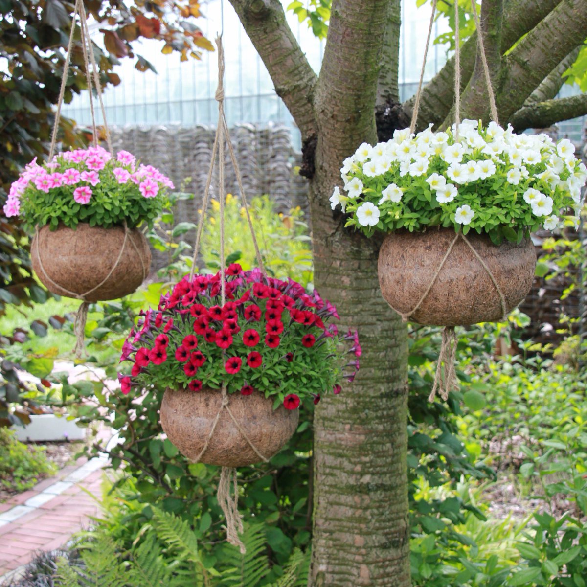 Tuinplant van de maand april: de mini-petunia. Fleur je terras op met deze kleurrijke Kokodama's. Hallo zomergevoel!