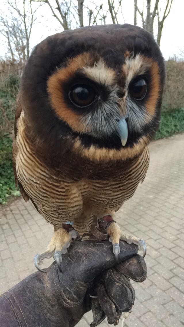 ColchesterZoo's tweet photo. Happy hatchday to our wood owl Kayu! Here he is with Elm our barn owl when he was a chick and today as he turns 3! https://t.co/FWRZ3R6jE7