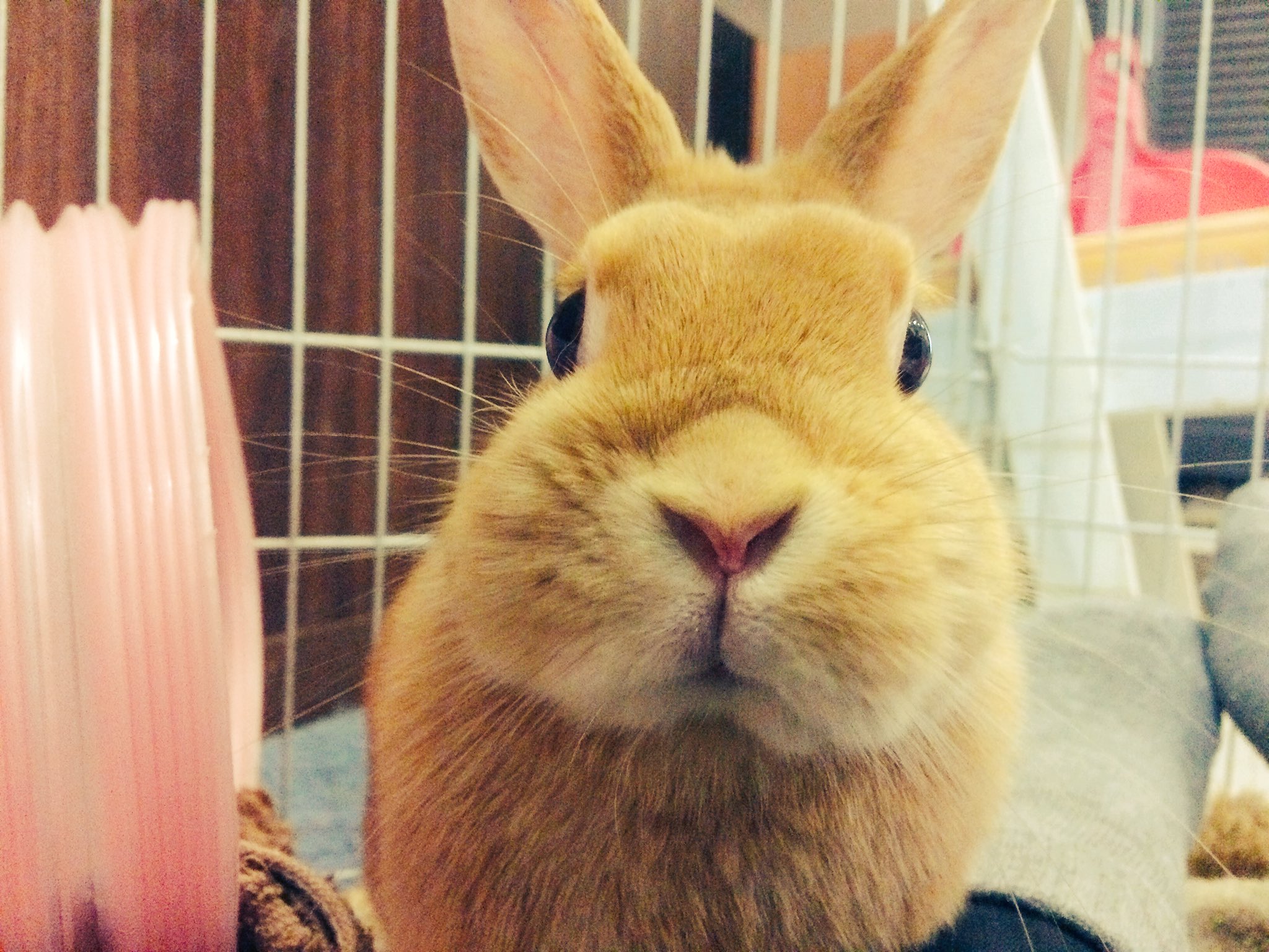 Luna うさぎの絵本さんに行ってきました とーーーっても心があったかくなるカフェさんで大好きなのです ぷりんすくんも元気そうでよかった W うさぎカフェ 下北沢 T Co Siop4nvros Twitter