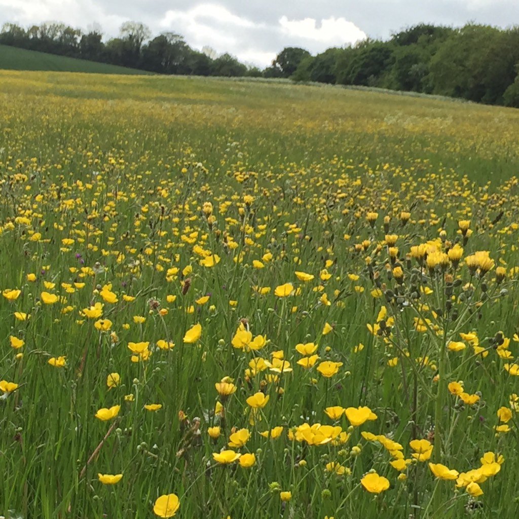 I'm <a href="/HighgroveGarden/">Highgrove Gardens</a> talking about Wildflower Meadows with <a href="/DrTrevorDines/">Trevor the botanist</a> <a href="/Love_plants/">Plantlife</a> Hoping for sunshine!