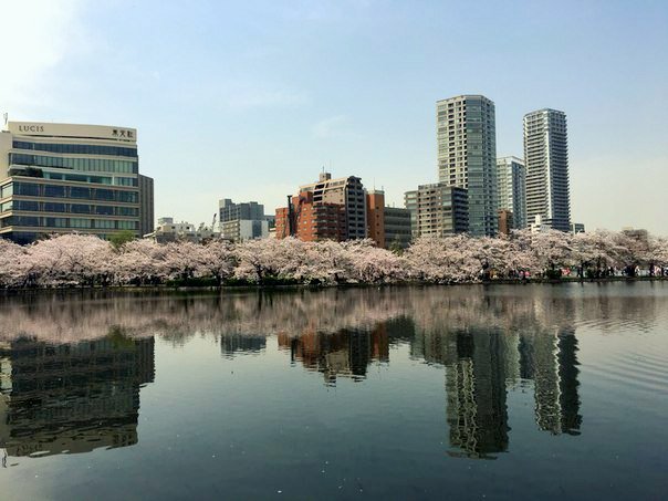 walking_beetles's tweet photo. Чарующий вид) / A fascinating view) #nature #Japan #VIEWS #traveling #путешествие #природа https://t.co/mefg2Brbtb